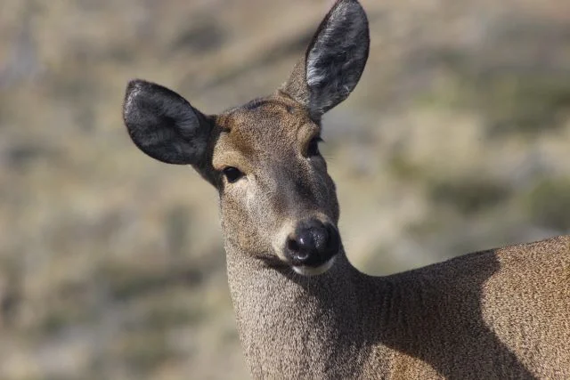 Huemul