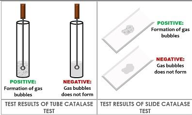 Tube and slide catalase test