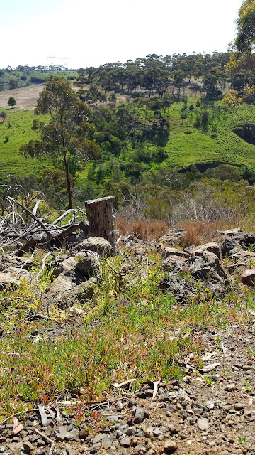 Organ Pipes National Park