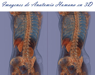 <b>Imagenes-de-Anatomia-Humana-en-3D-Online</b>