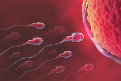 Pengertian Spermatogenesis dalam Sistem Reproduksi pada Manusia