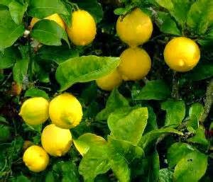 Manfaat lemon sebagai obat maag tradisional