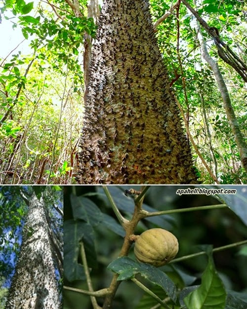 7 Pokok Paling Berbahaya di Muka Bumi  Apa Hal Ek?