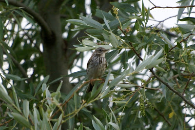 Beampiper - Boompieper - Anthus trivialis