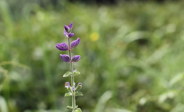 Annual Clary Sage