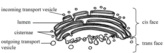 Drawing of Structure of Golgi body