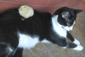 foto Navi si kucing dan anak ayam adopsinya 02