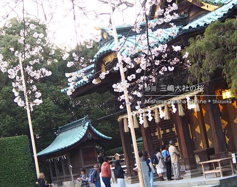 三嶋大社の桜