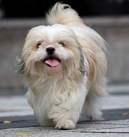 Shih Tzu dogs