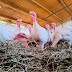 El pavo en la mesa navideña: tradición, nutrición y retos de consumo en México