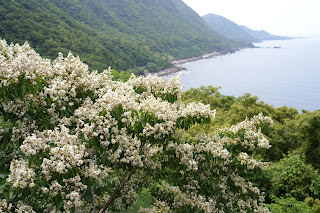 ヤクシマサルスベリ・屋久島の植物