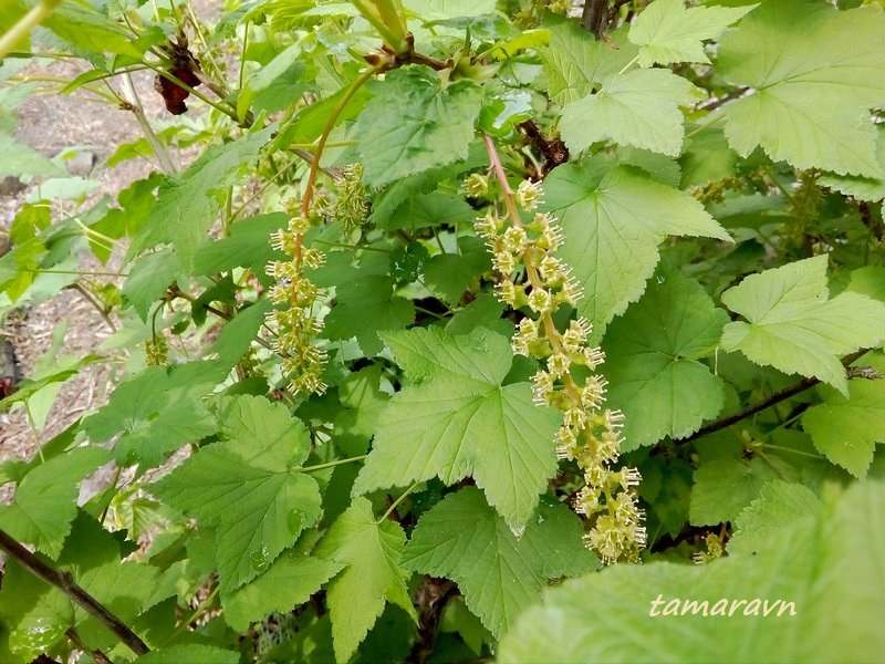 Смородина маньчжурская (Ribes mandshuricum)