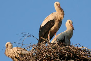 Storchennest in Letschin