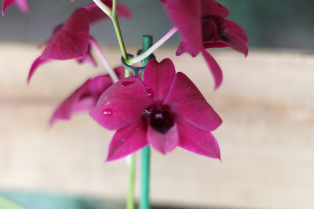 Exposición de orquídeas colombianas en la estación de Atocha