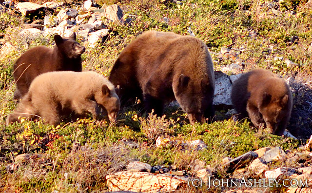 Black bear family feeding on bearberries in Glacier National Park (c) John Ashley