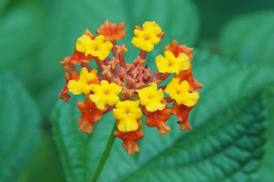 Lantana camara flowers, poisonous plant, invasive species