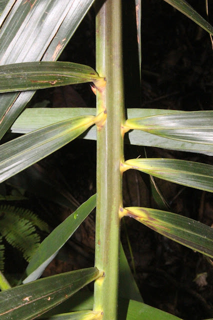 Plectocomia elongata Mart. ex Blume,