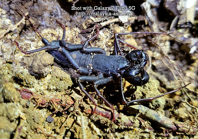 Malaysia Scorpion Photography