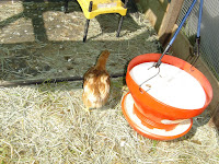 Rearranging the hay to new location