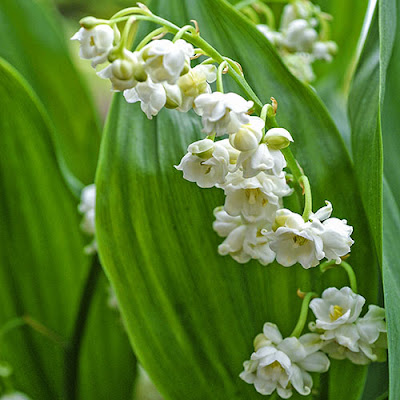 Convallaria majalis 'Prolificans'