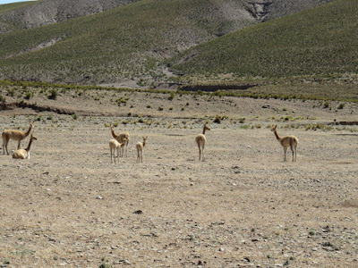 Vicuñas am Rand der neuen Straße