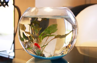 Our Fish Bowl