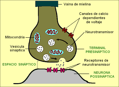 Esquema de una sinapsis interneuronal