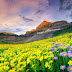Flower Valley in Mountain Wallpaper