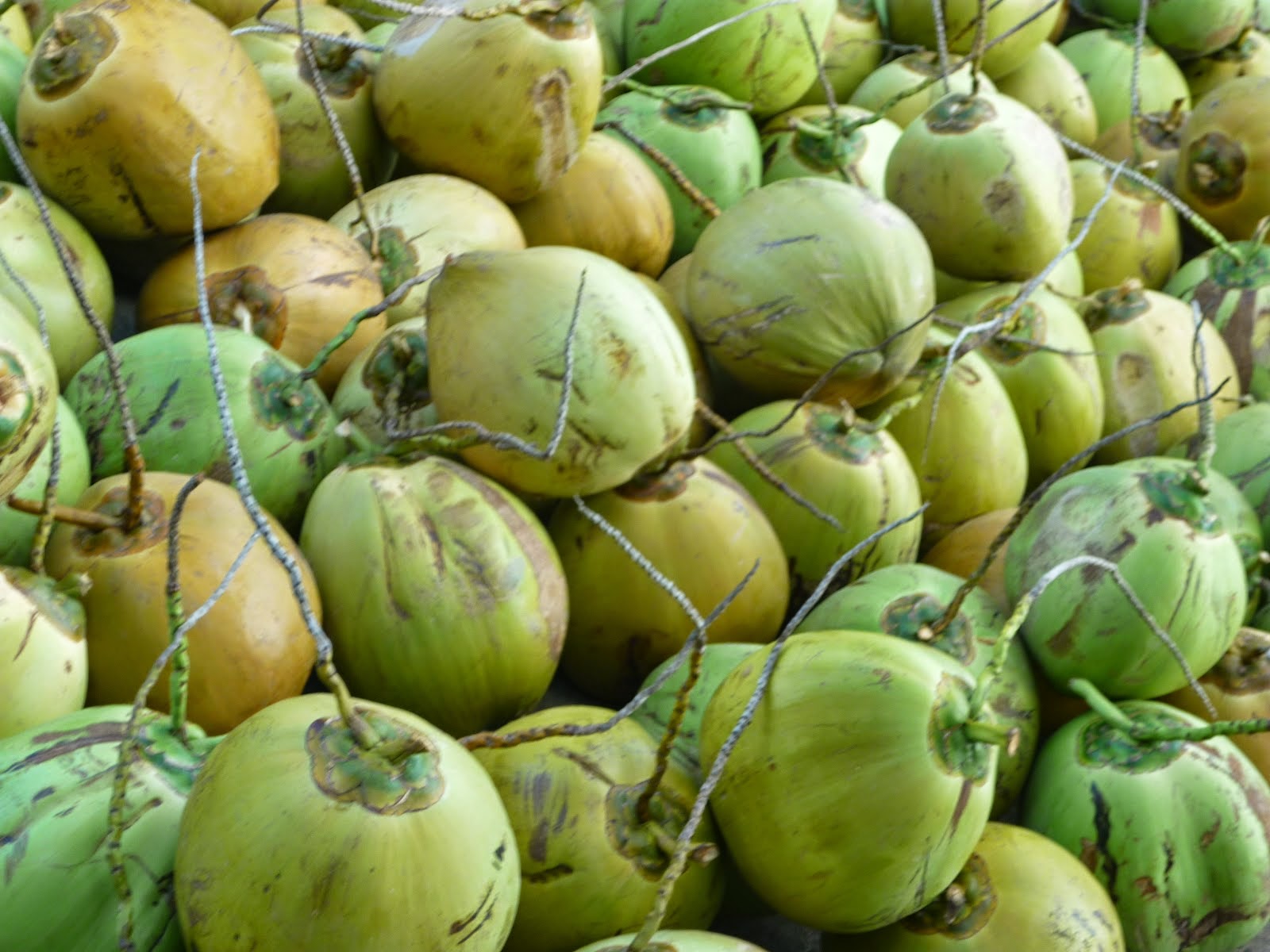  Gambar  Buah Kelapa  Gambar  Buah