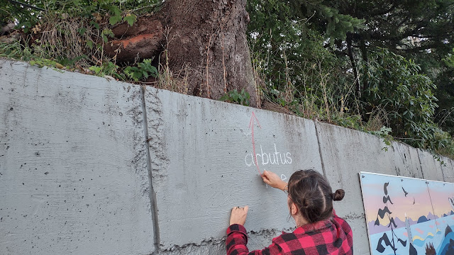 Photo of the back of artist Emily van Lidth de Jeude, with brown hair in buns and a red and black lumber jacket, printing the words "arbutus tree" on a concrete block wall, and a red arrow pointing up to the base of a large arbutus tree that is growing ontop of the wall.