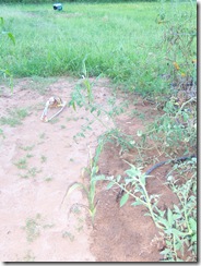 bad day corn