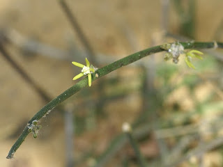 Sarcostemma viminale 