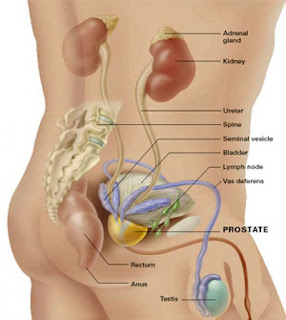 Prostate cancer symptoms illustration pictures images photo wallpaper