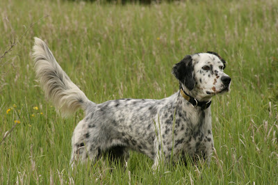English Setter Pictures