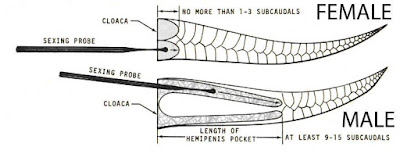 membedakan jenis kelamin ular