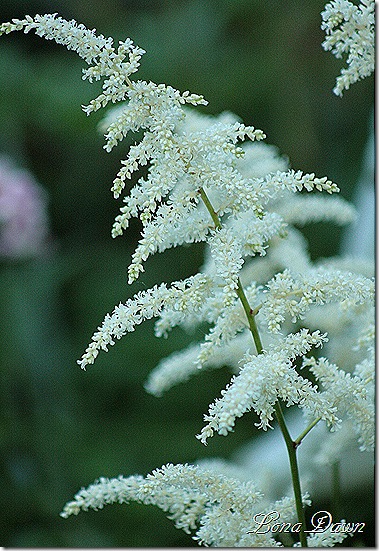 Astilbe_White_Closeup