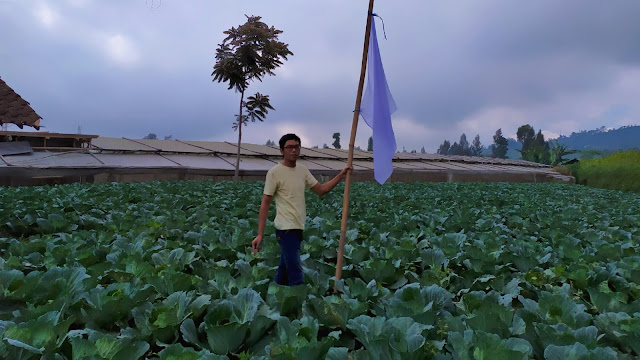 Keluhkan Harga Penjualan Hasil Panenya, Petani di Lereng Gunung Merbabu Dirikan "Bendera Setengah Tiang"  Di Lahan Pertanianya 