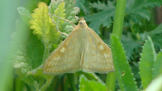 Sitochroa verticalis DSC54610