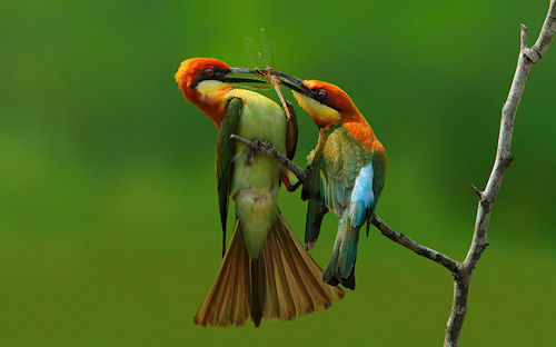 Yo la vi primero que tú by Sasi-Smit (Bee-Eater)