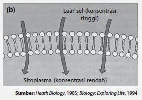 Difusi yang terjadi pada membran sel