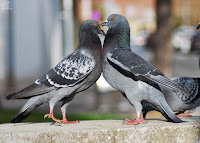 Paloma bravía (Columba livia)