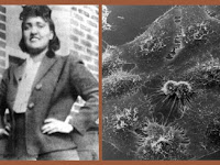 A Vida Imortal De Henrietta Lacks Livro