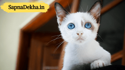 सपने मैं बिल्ली देखने से क्या होता हैं ? | Sapne main billi dekhne se kya hota hain ?