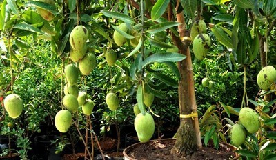 Berbagai Jenis Gambar Pohon Mangga Asli dan Kartun 