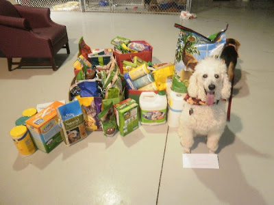 White poodle, Carma Poodale in front of shelter donations