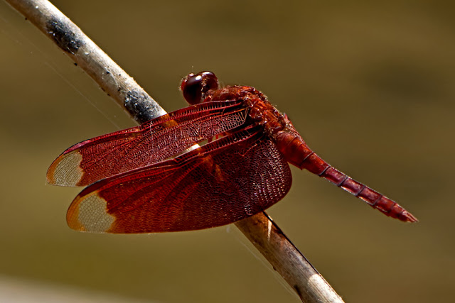 Neurothemis fulvia the Fulvous Forest Skimmer
