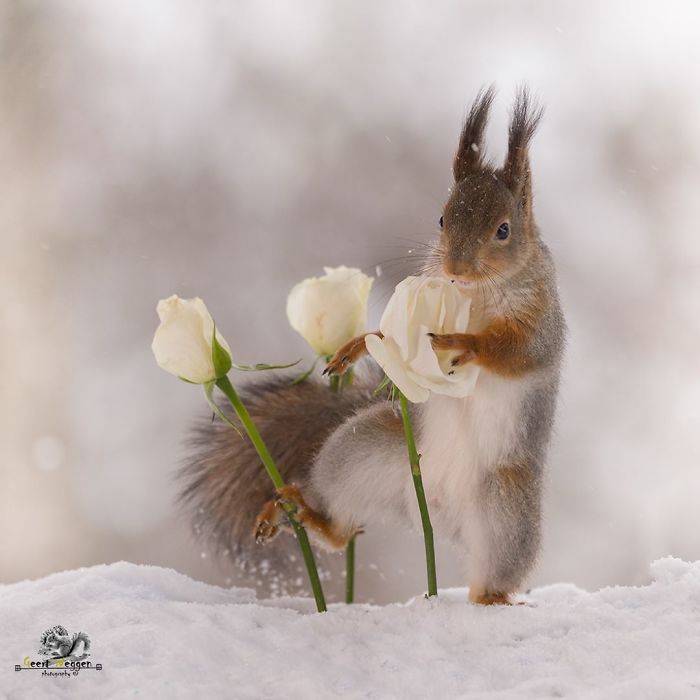 Photographer Captured Squirrels Every Day For Six Years And Here Are The Incredible Results