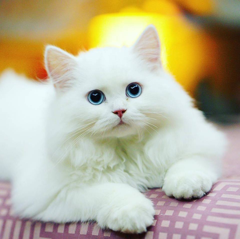 Kumpulan Gambar  Kucing  Lucu dan Imut Mas Helmi Blog