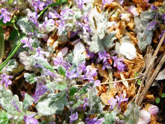 Ajuga decumbens