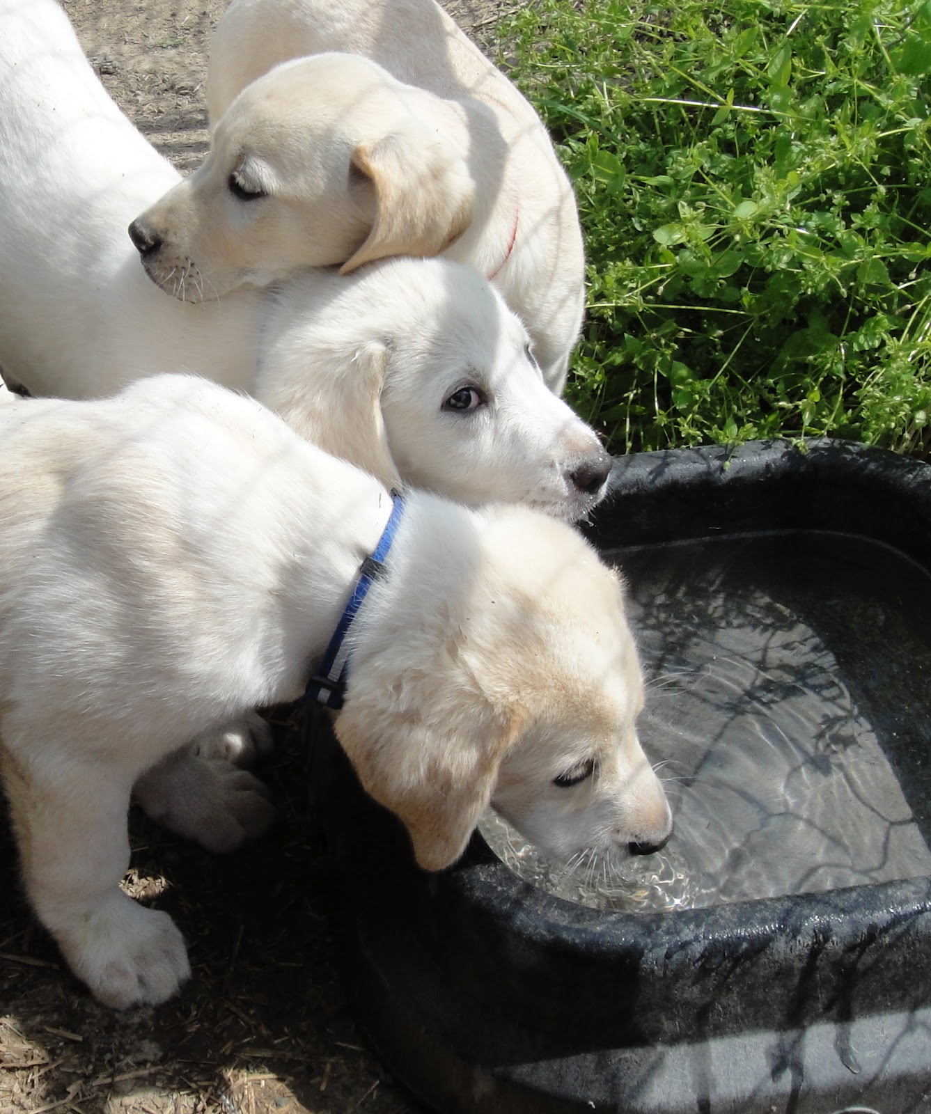 Ruff Living (VA Dog Rescue): Puppies